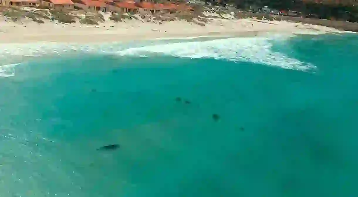 A copper shark is spotted by a drone in False Bay, Cape Town