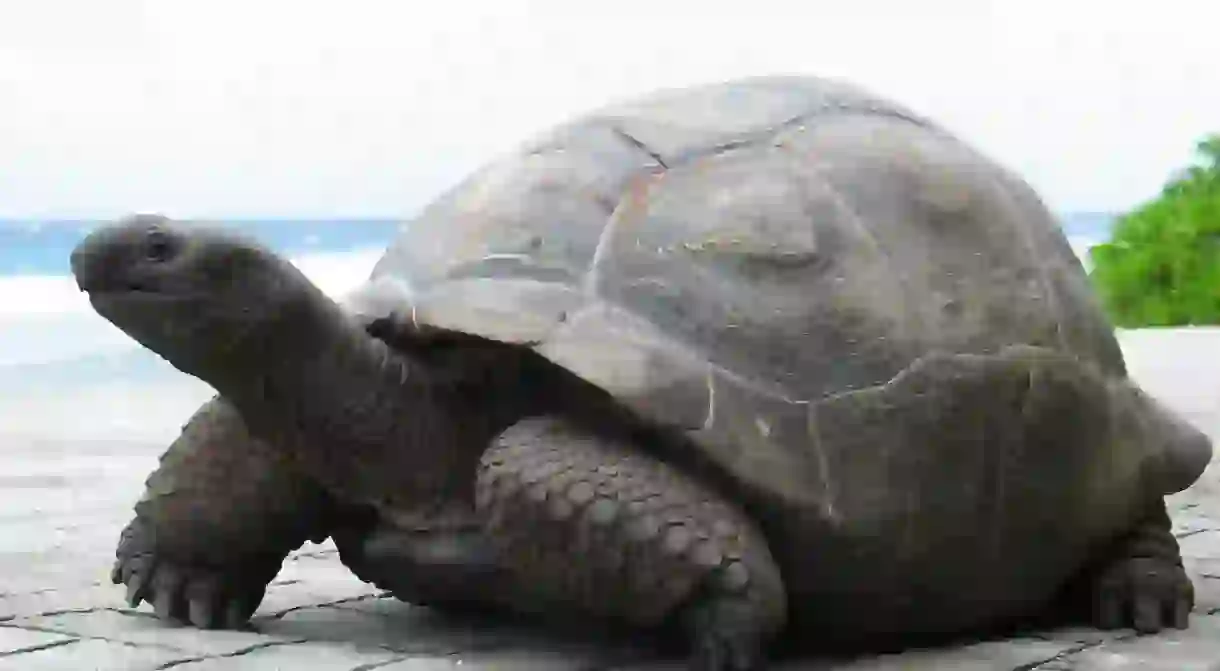 Aldabra Giant Tortoise