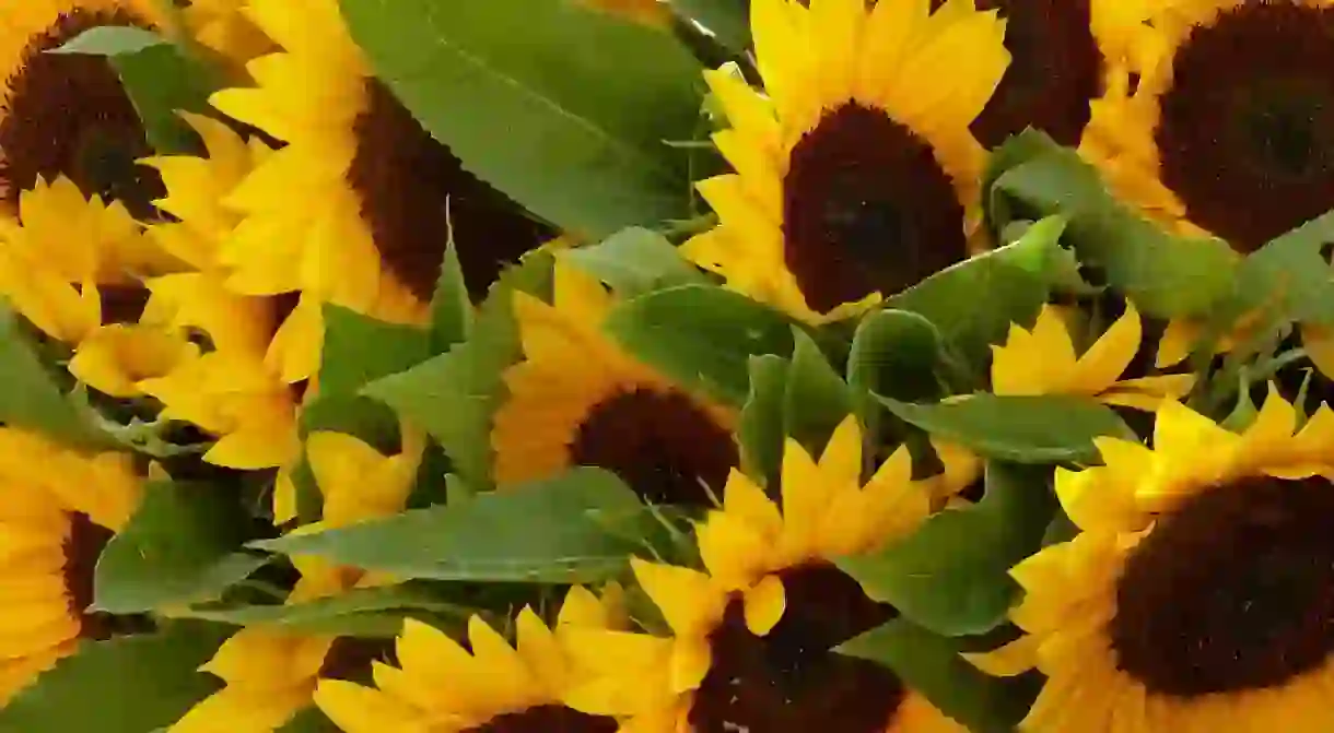 Nices Marché aux Fleurs has been selling flowers for over a hundred years