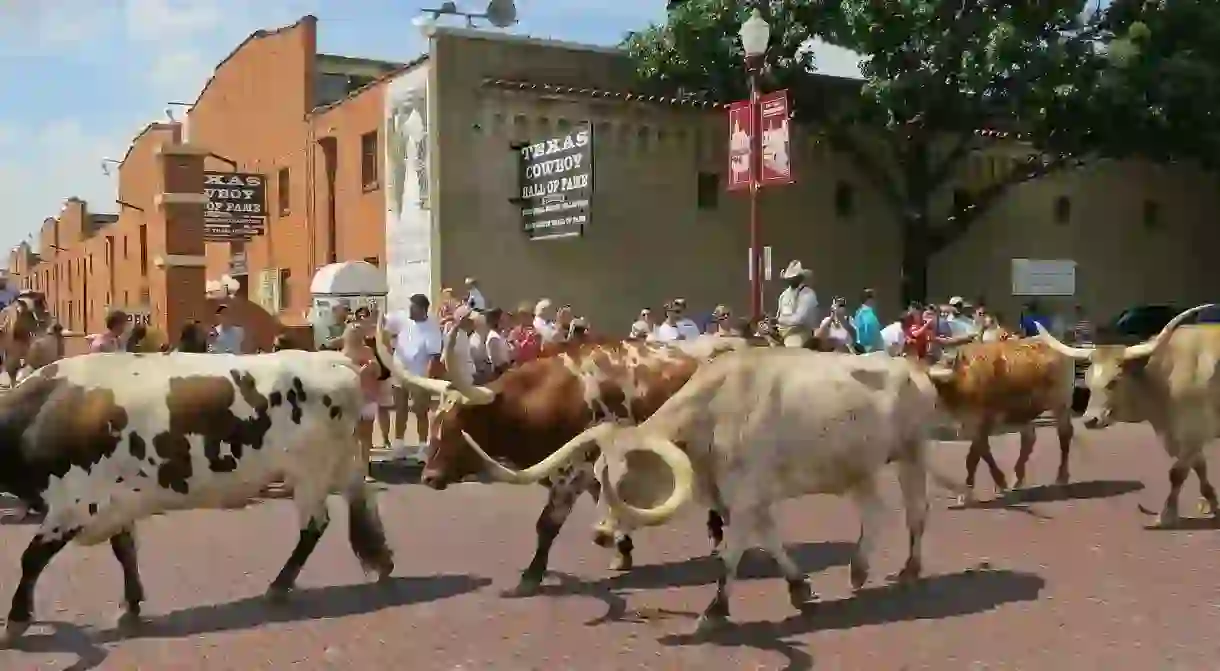 Longhorn cattle drive at Fort Worth Stockyards