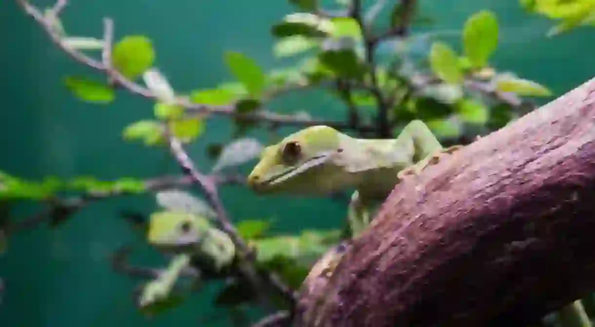 New Zealand Gecko