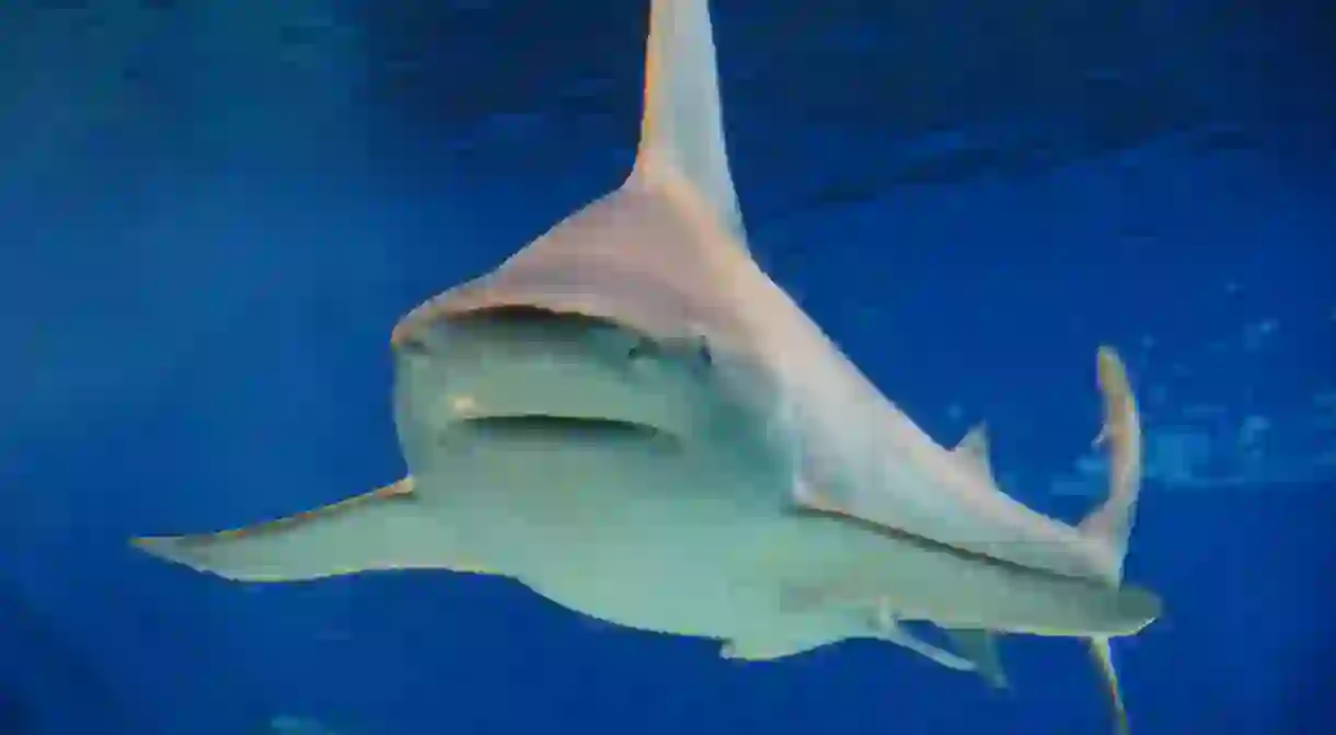 Bull shark