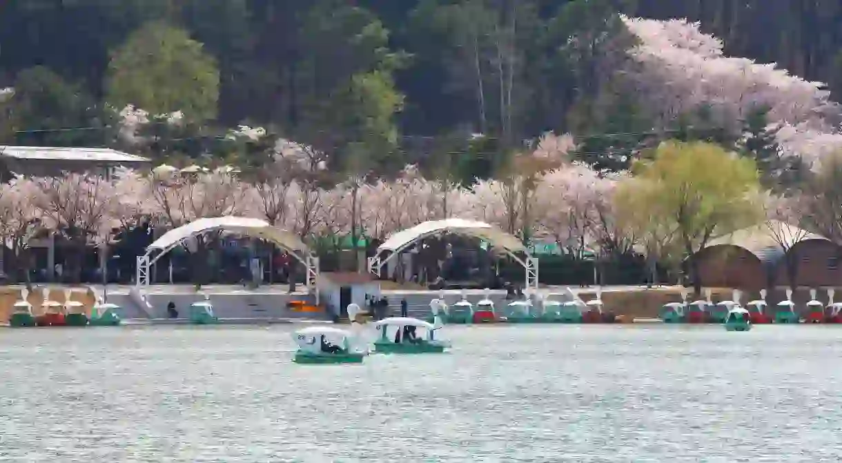 Cherry blossoms bloom at Suseong Lake