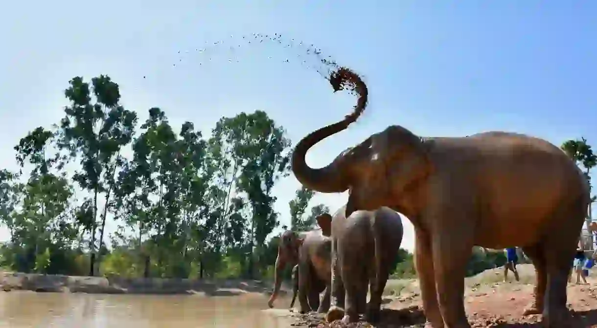 An elephant playing in water