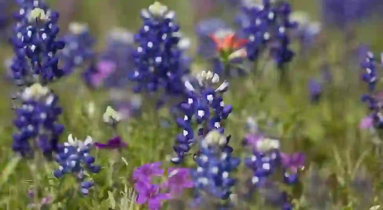 Texas Bluebonnets