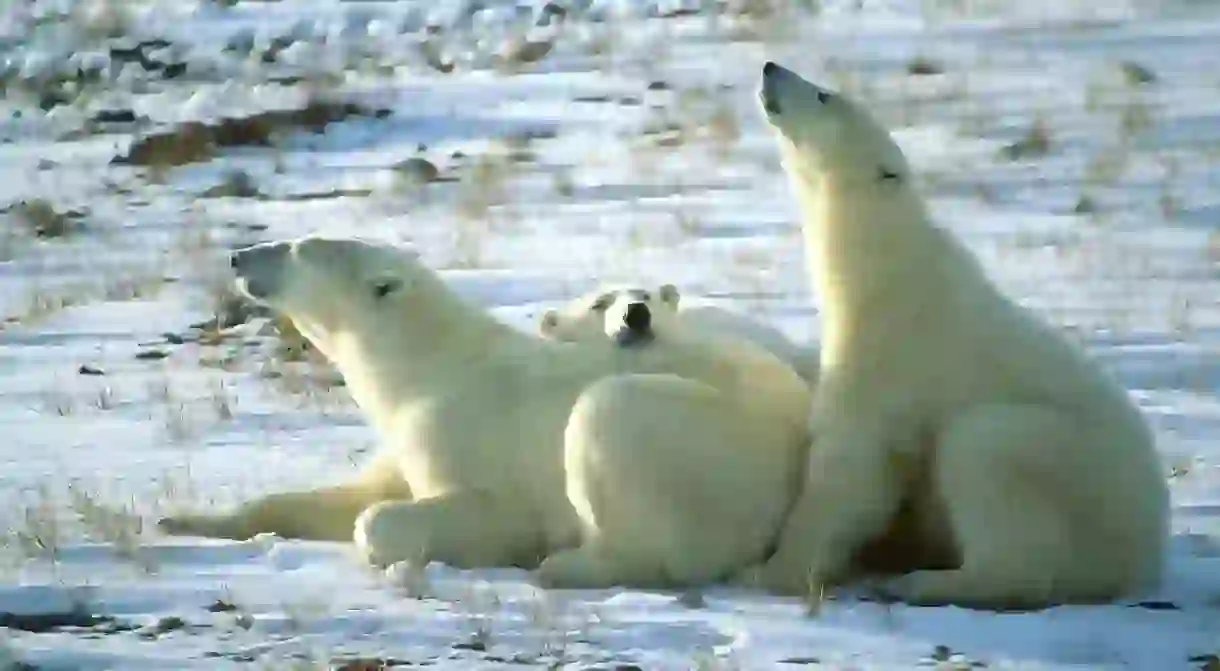 Polar bears chilling in Churchill