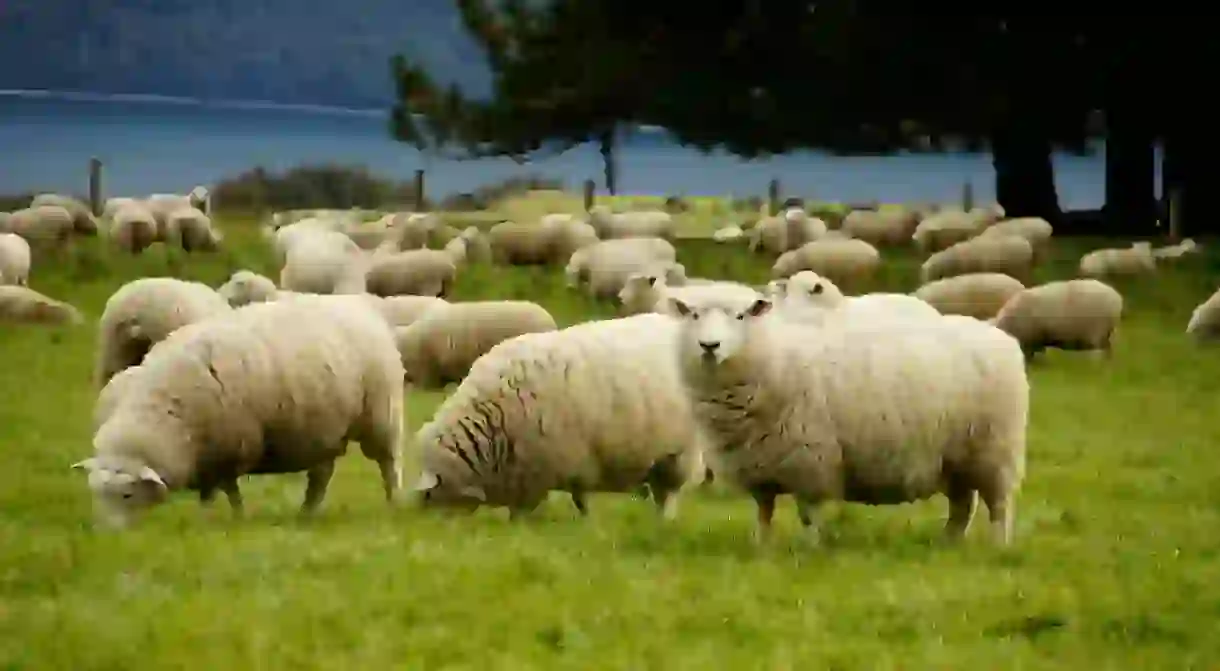 Sheep farm in Lake Wakatipu