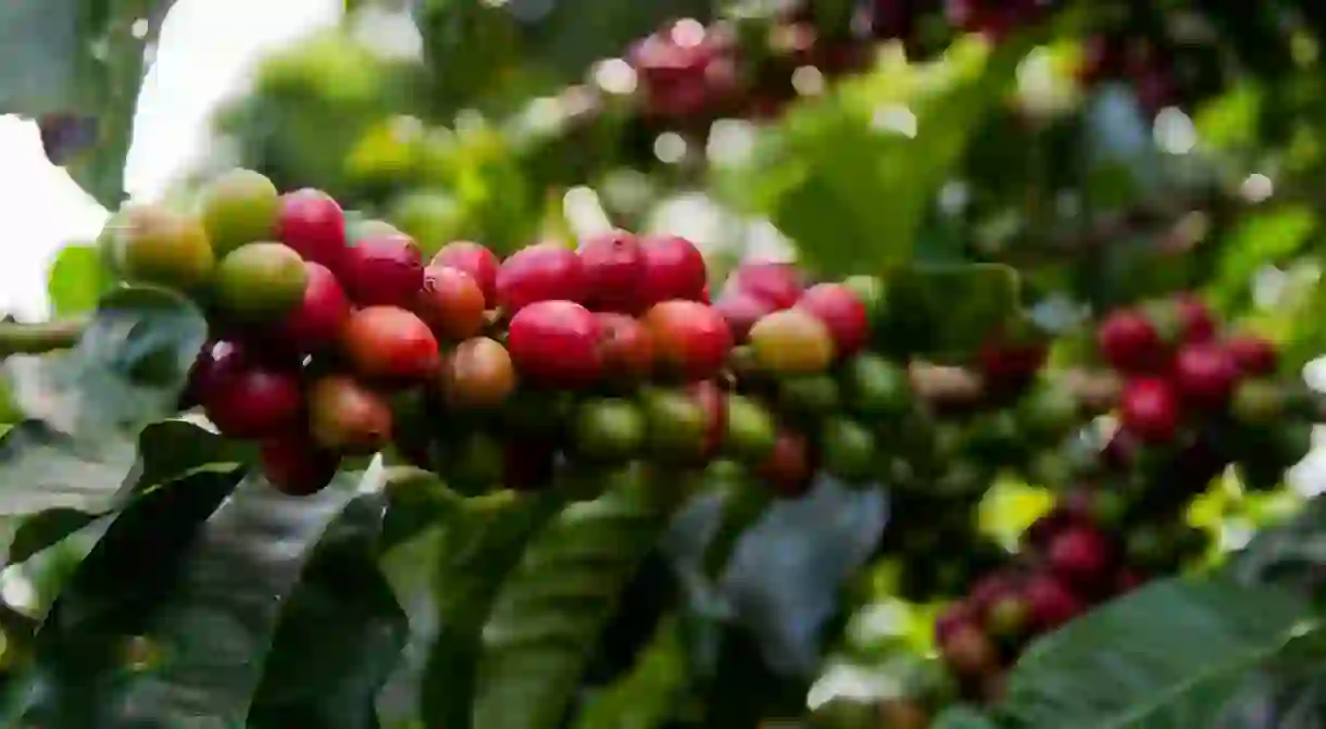 Coffee cherries