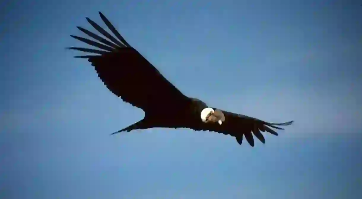 A male Andean condor in flight