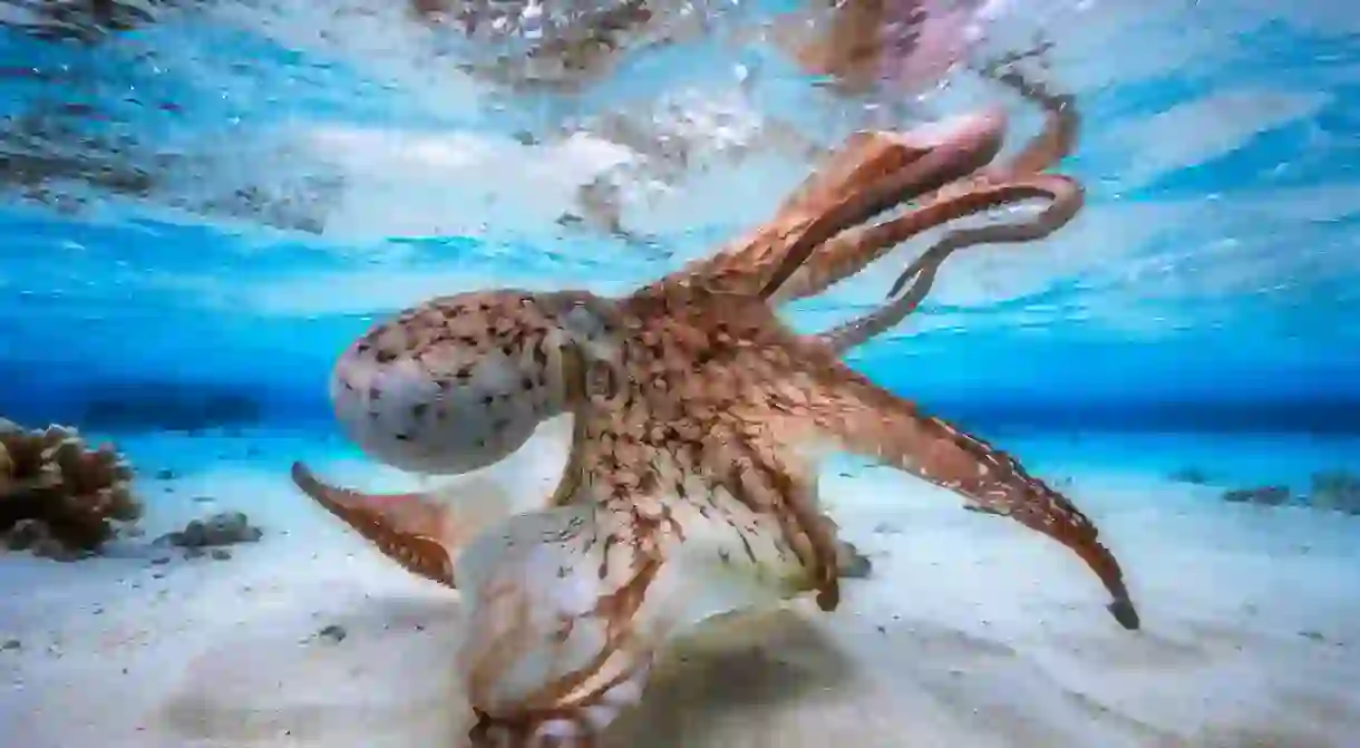 Dancing Octopus