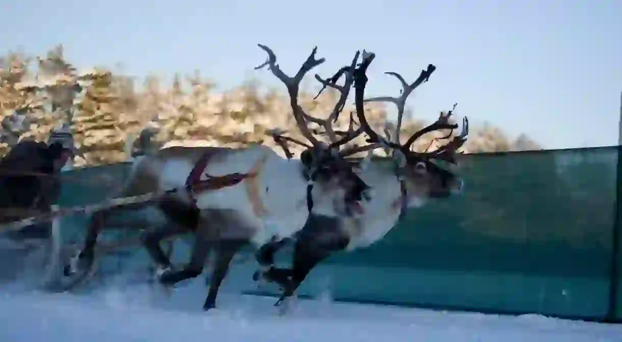 Reindeer races in Jokkmokk