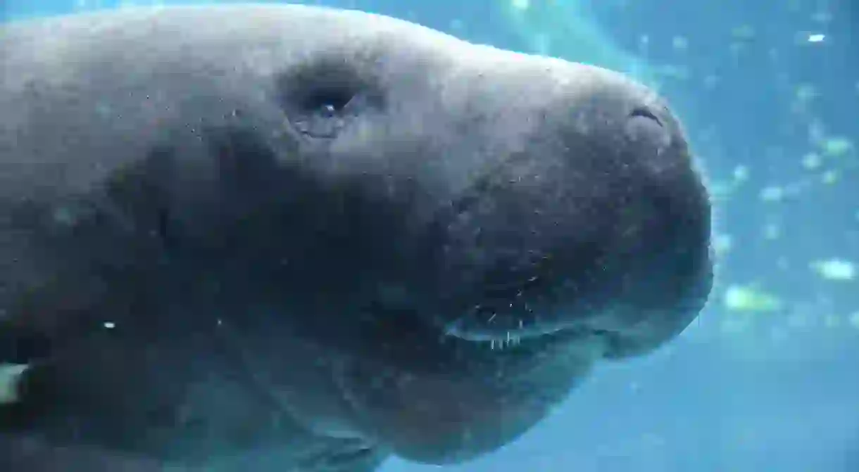 Manatee