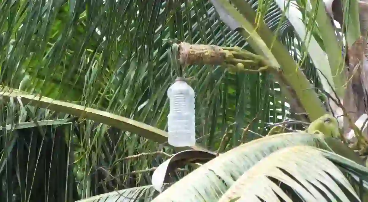 Sap of the palm being collected for palm wine