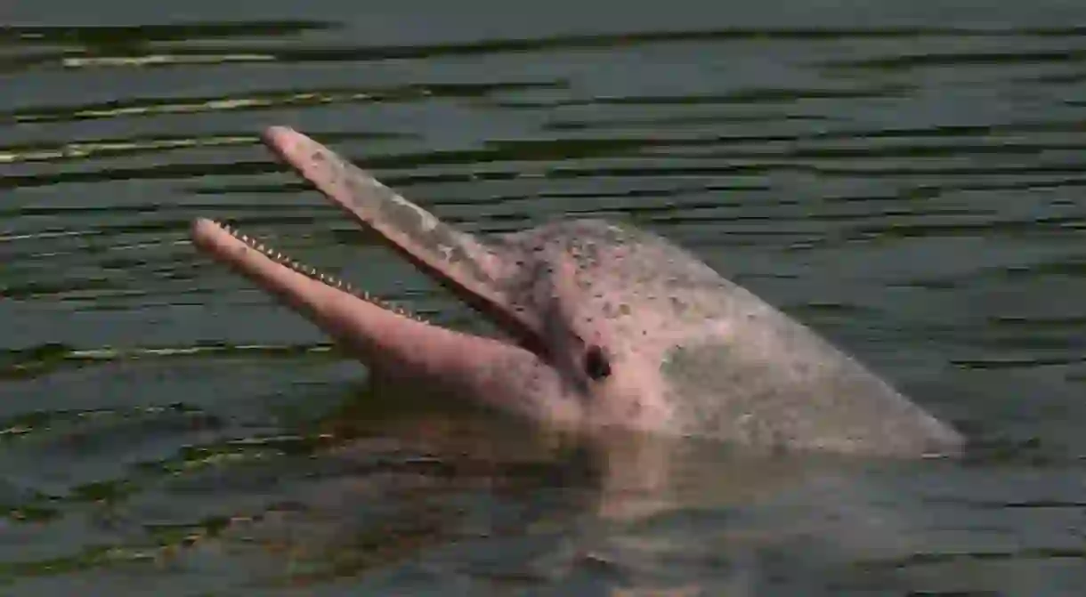 Pink dolphin