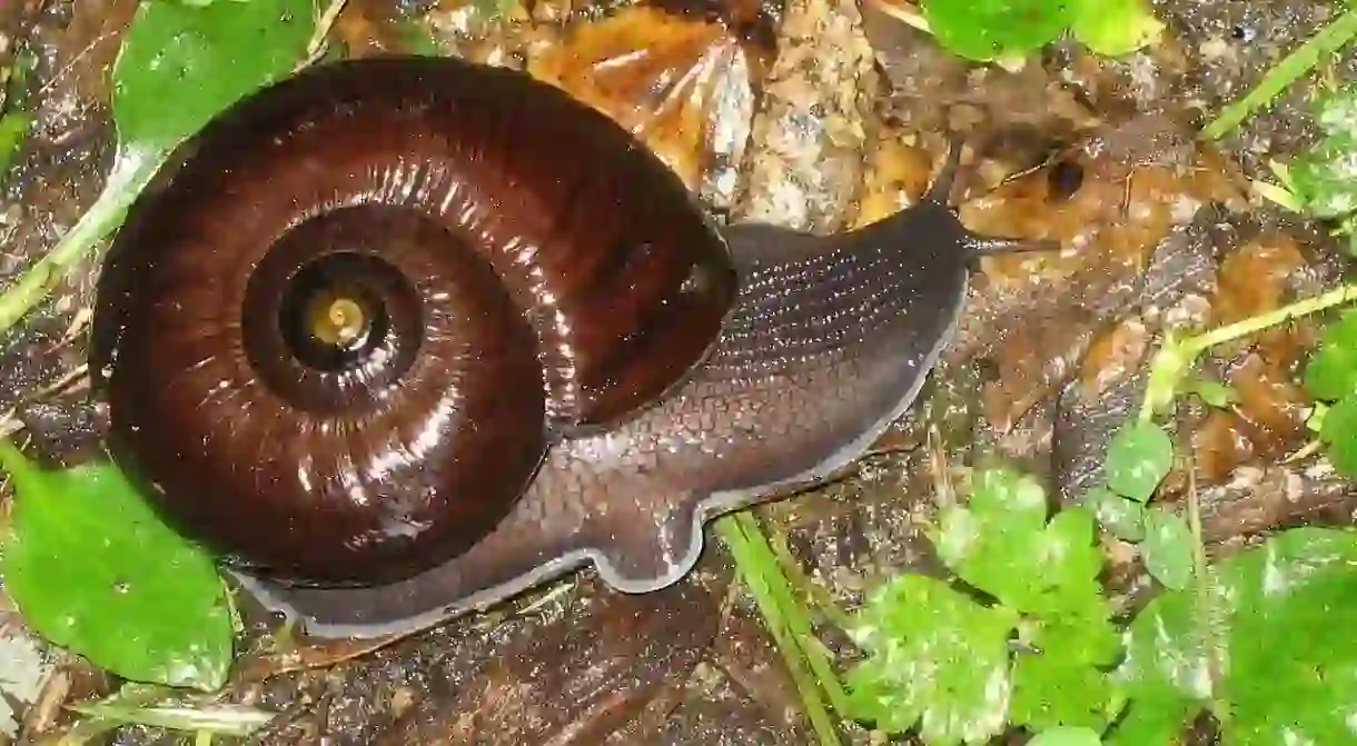 Powelliphanta snail