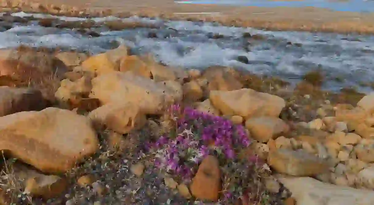 River beauty flowers at Ekblaw Lake