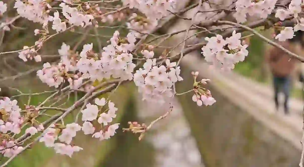 Cherry Blossoms in Kyoto