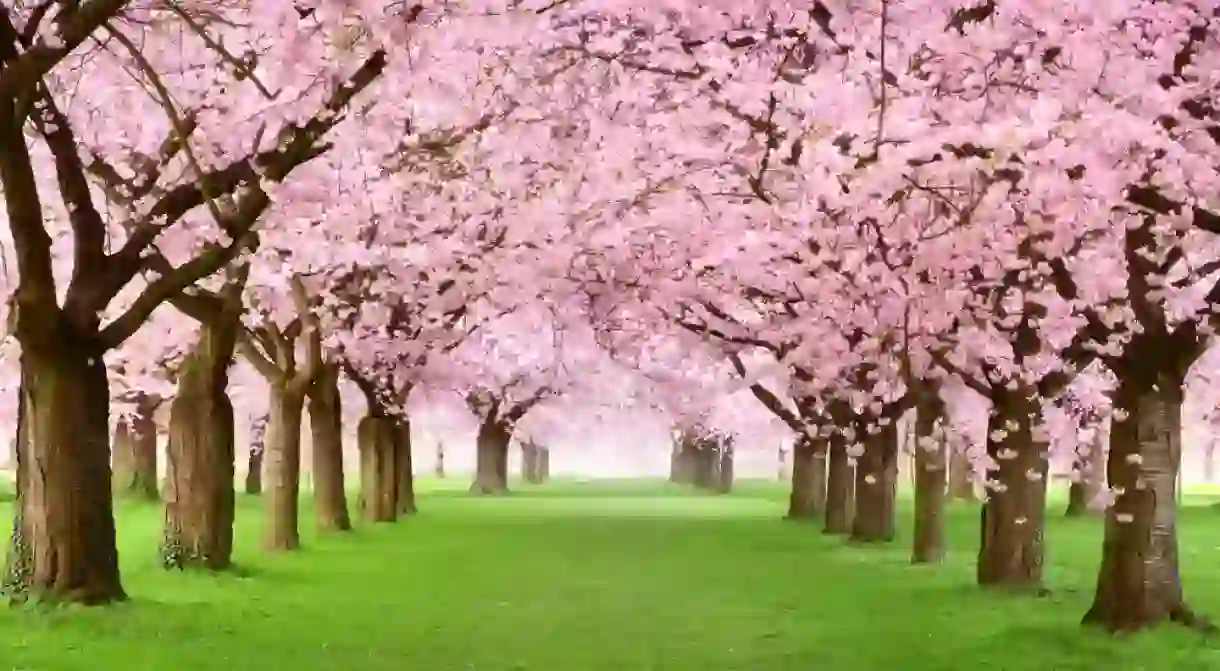 Japan takes cherry blossom season seriously