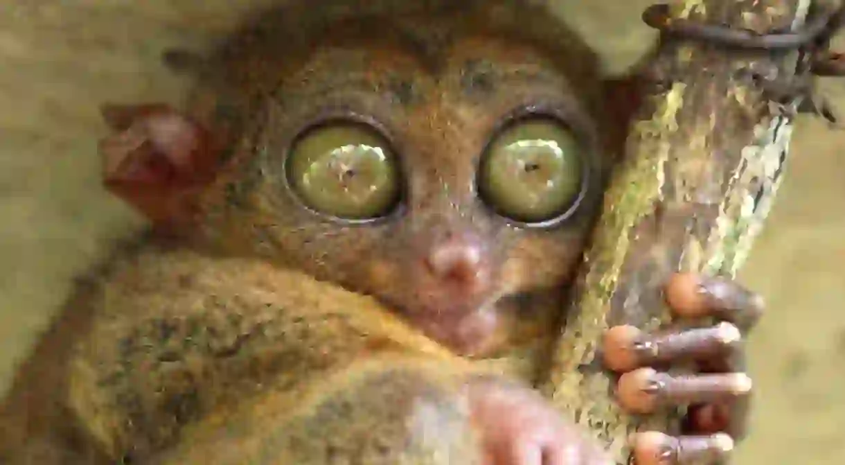 Tarsier