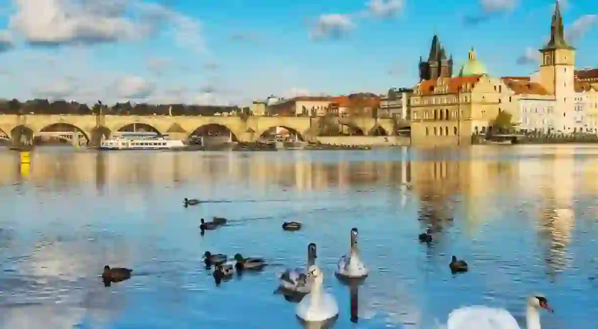 Swans in Kampa