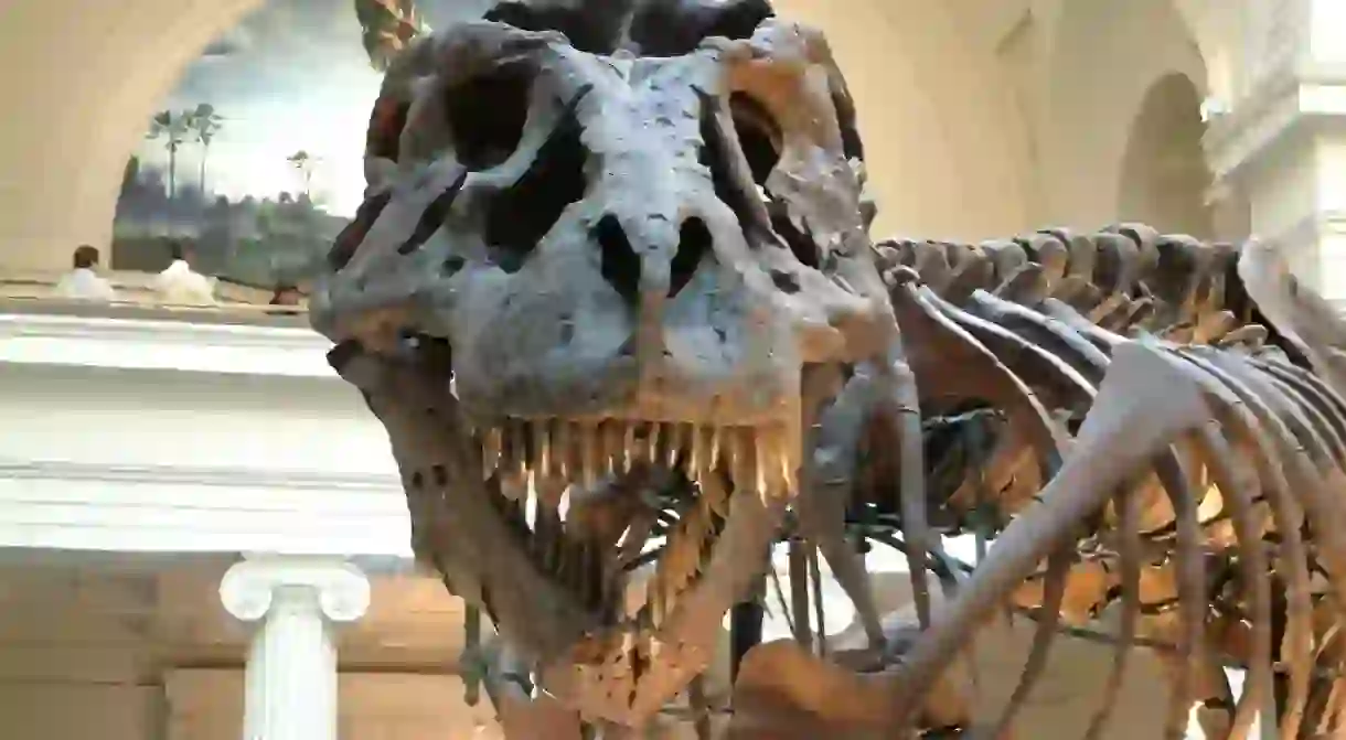 T-Rex almost comes to life at the museum