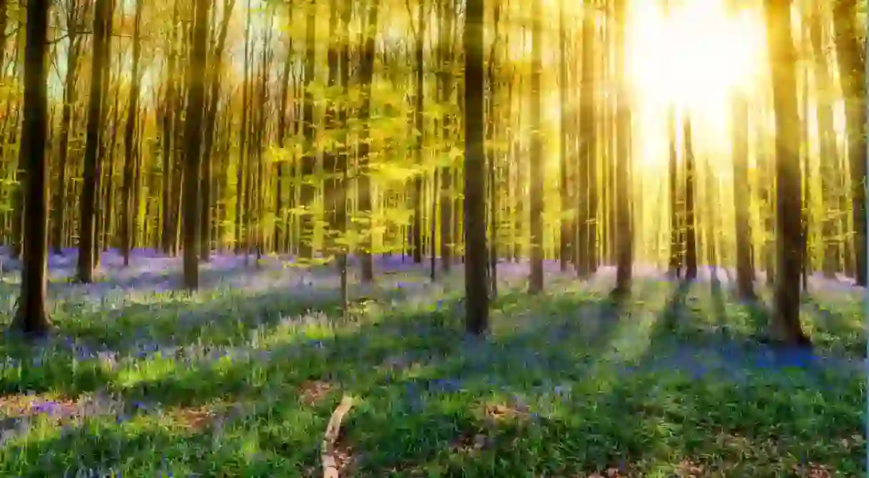 For a period of about ten glorious days, the beech canopy still allows sunlight to reach the undergrowth