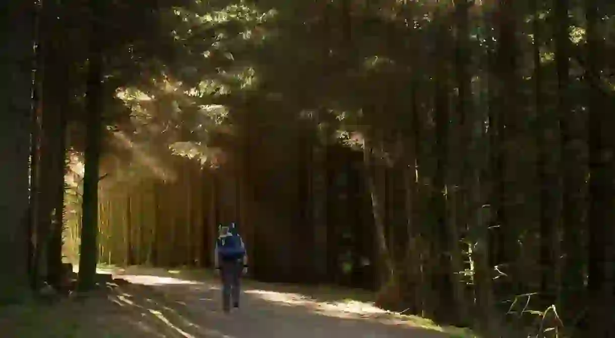 Hike Through Trossachs National Park