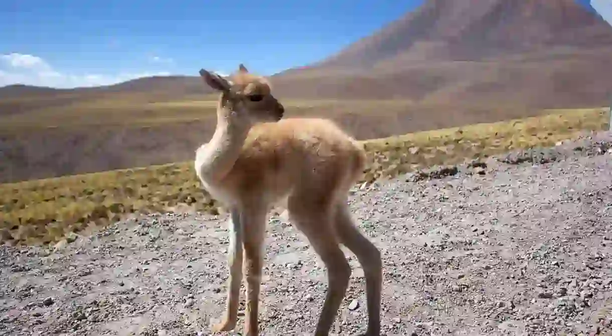 ALMA Workers Rescue Abandoned Vicuña Fawn