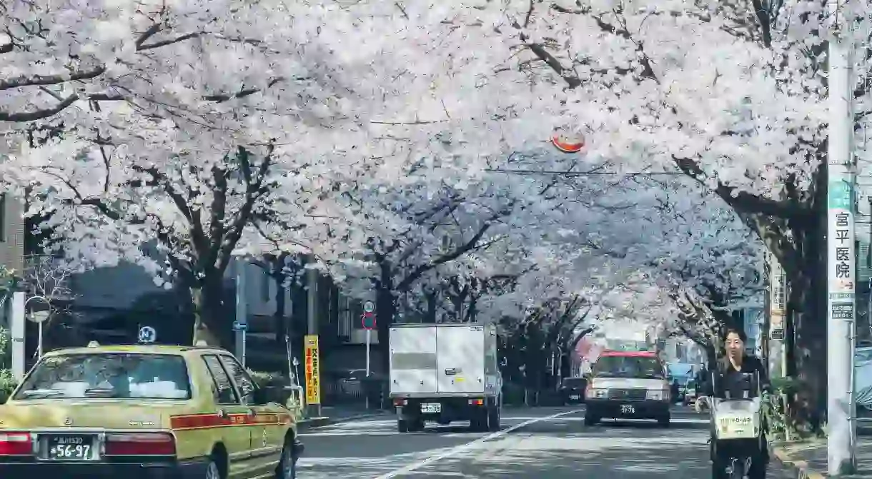 Spring is cherry blossom season in Tokyo