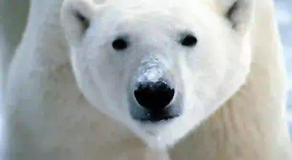 Polar Bear