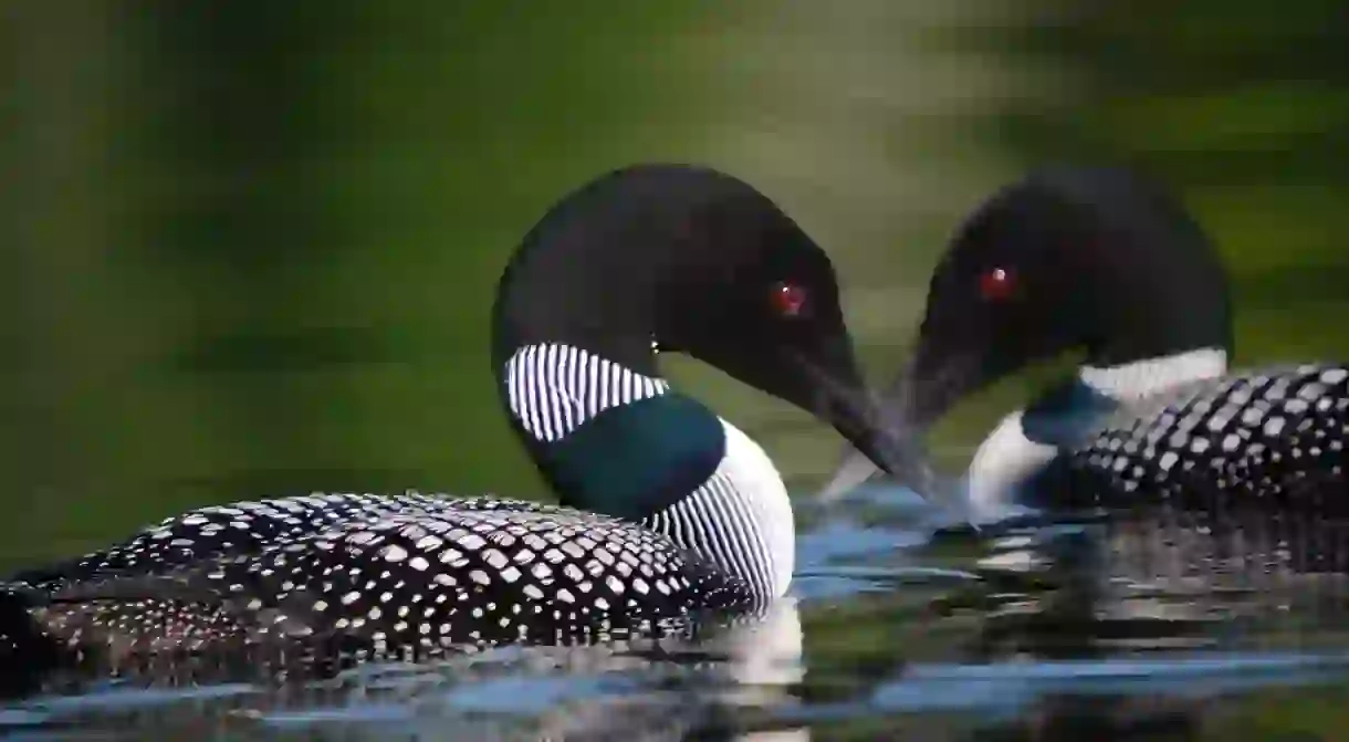 Common Loon