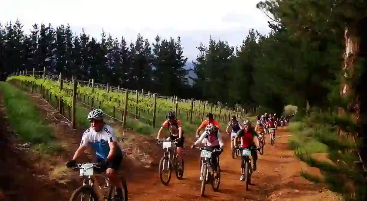 Cyclists biking through a vineyard in Somerset West, Cape Town