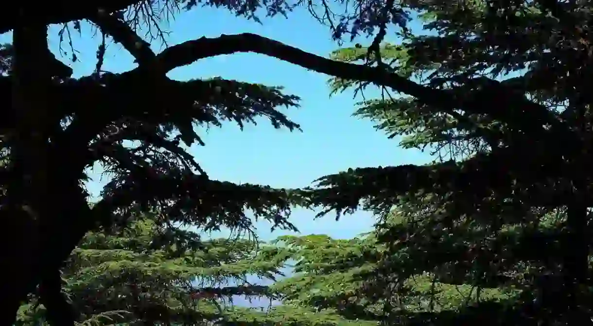 Cedars of God