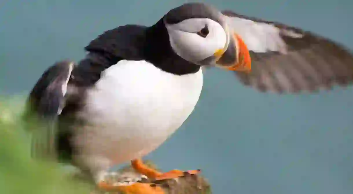 Puffin