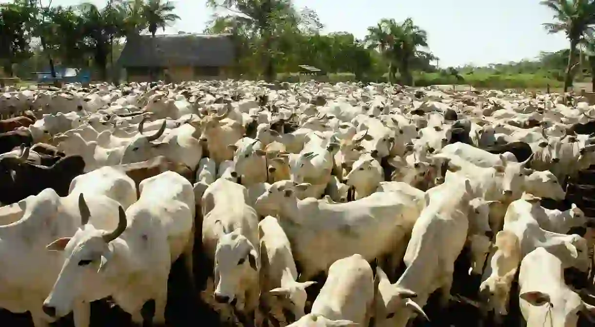 Cows in Bolivia