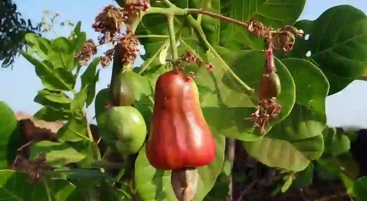 The cashew fruit from which feni is extracted