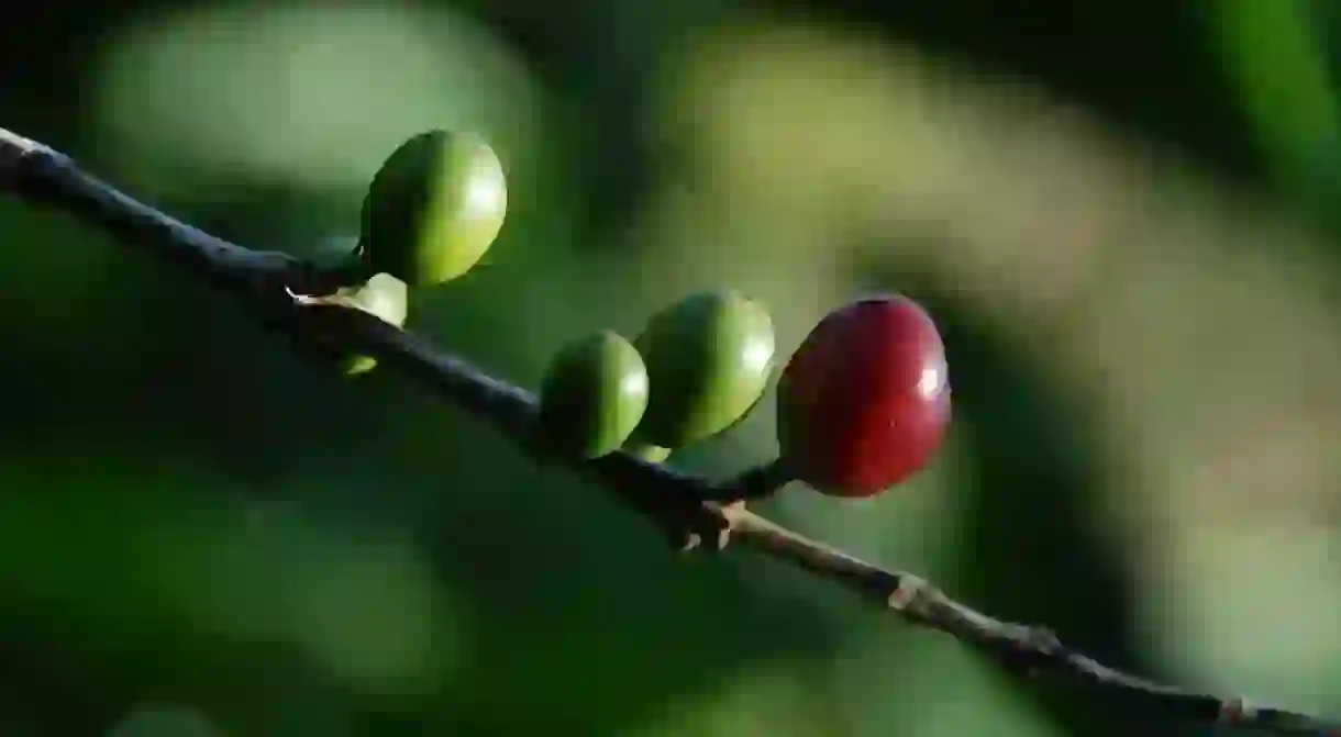 Coffee seeds or pods