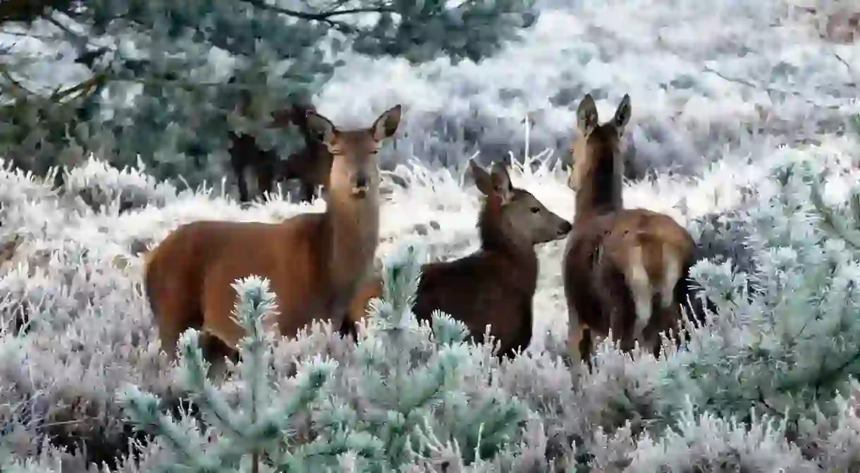 Reindeer in the snow