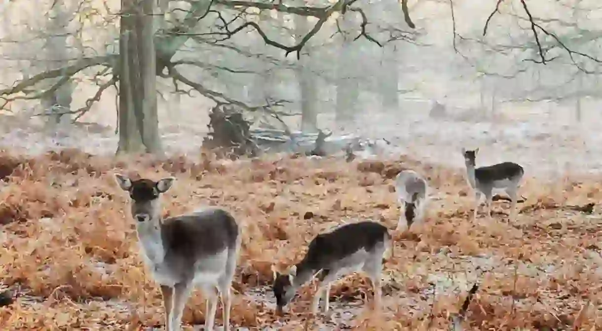 Dunham Massey