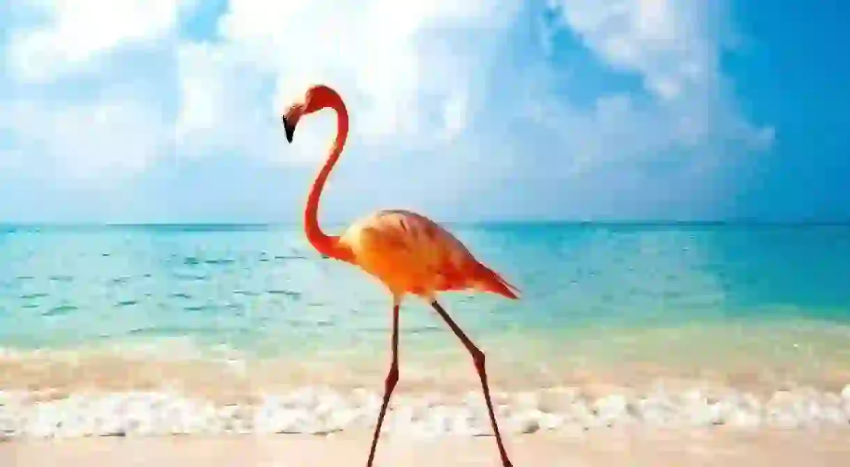 Bahamas National Bird: Pink Flamingo