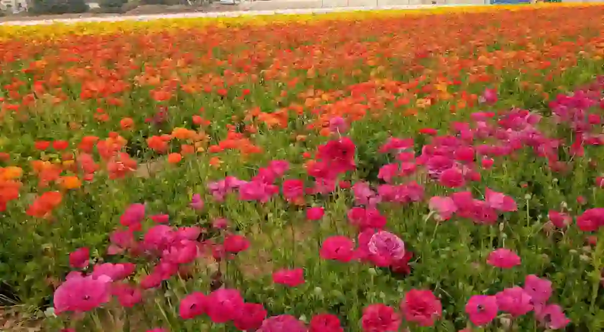 There are 50 acres of gorgeous Ranunculus flowers