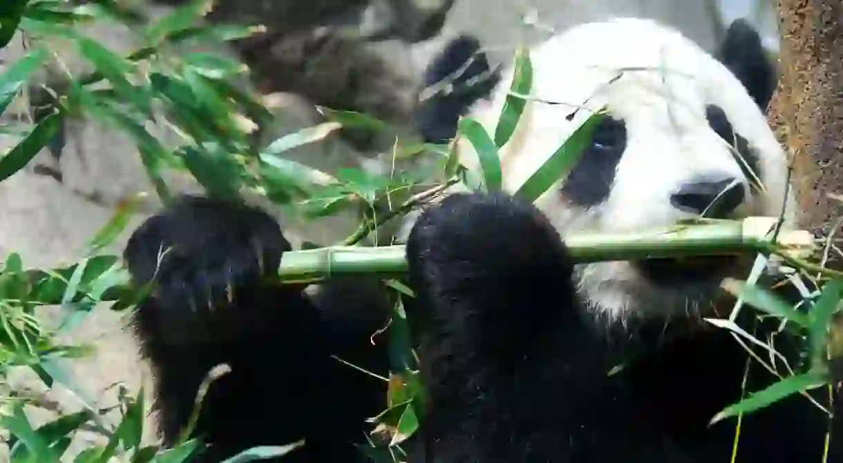 Giant Panda Tai Shan