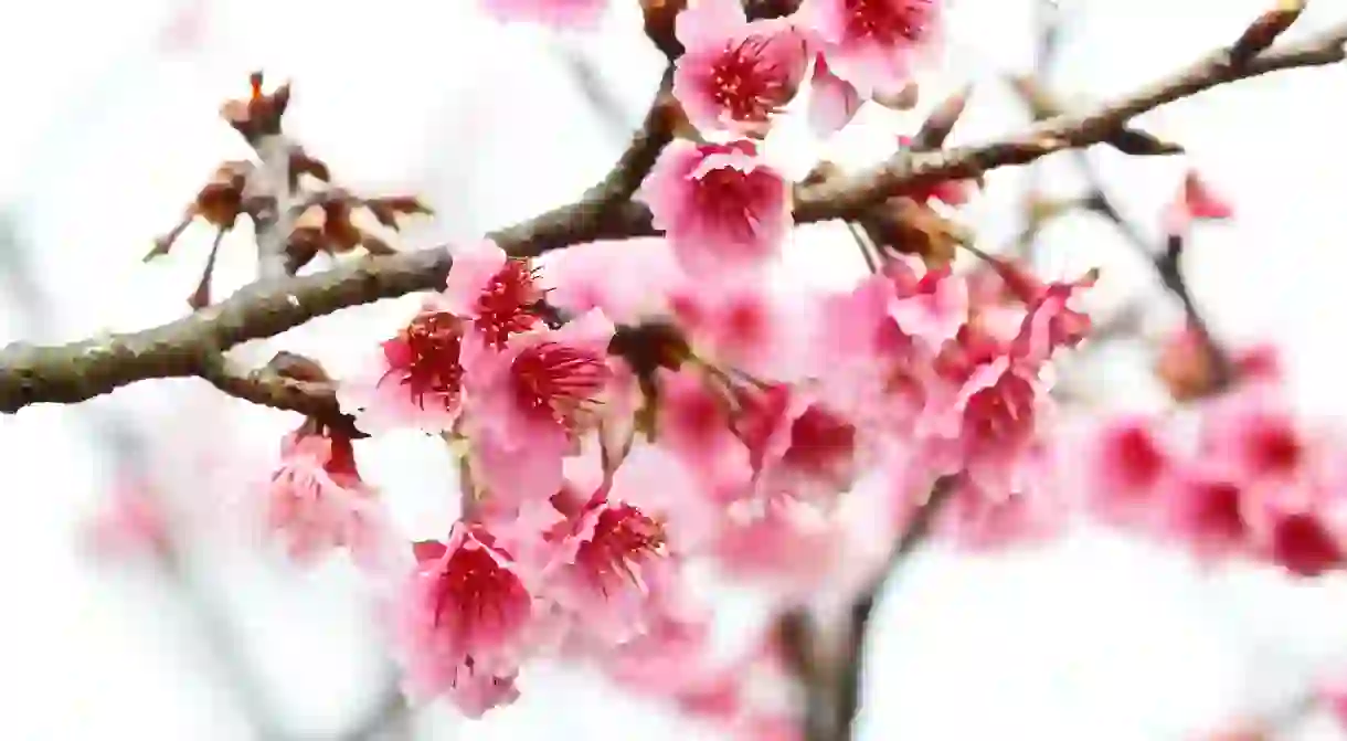 Cherry Blossoms in Spring