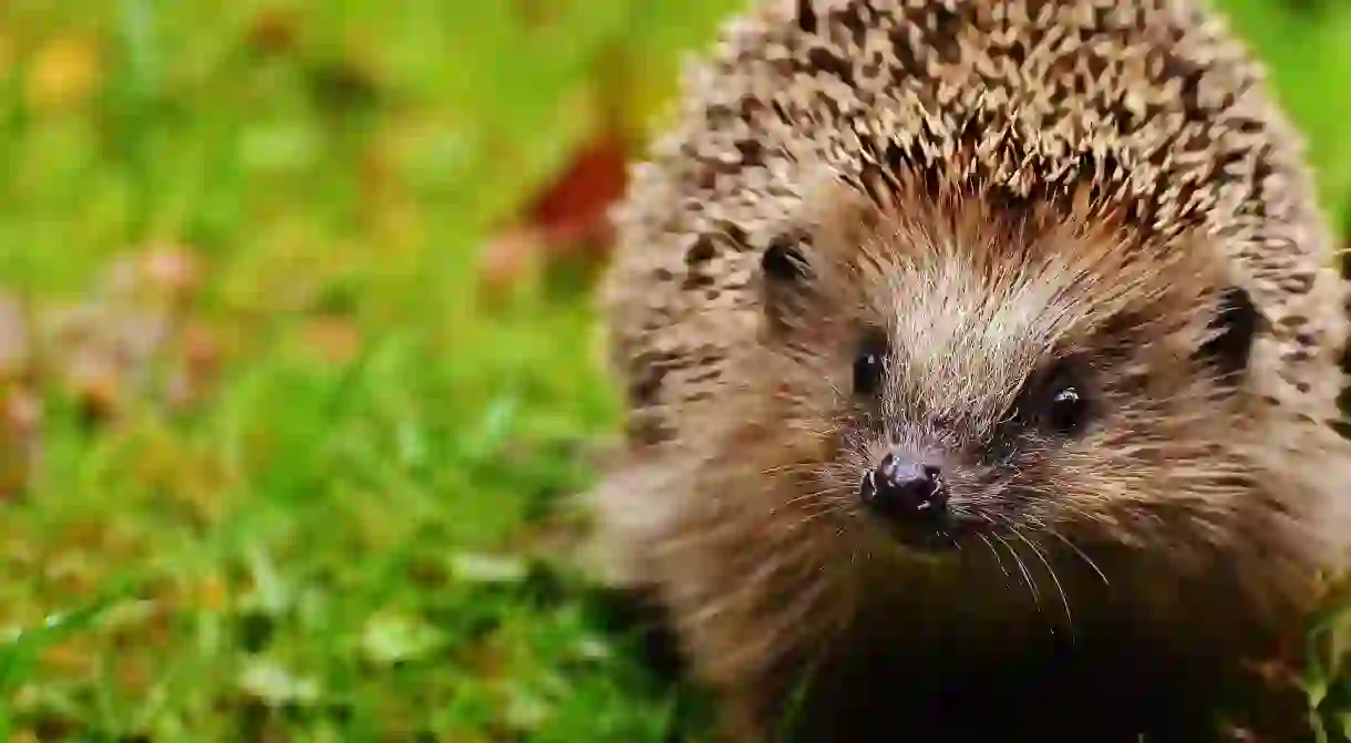 Hedgehog