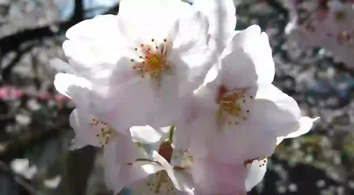 Sakura along the Meguro River