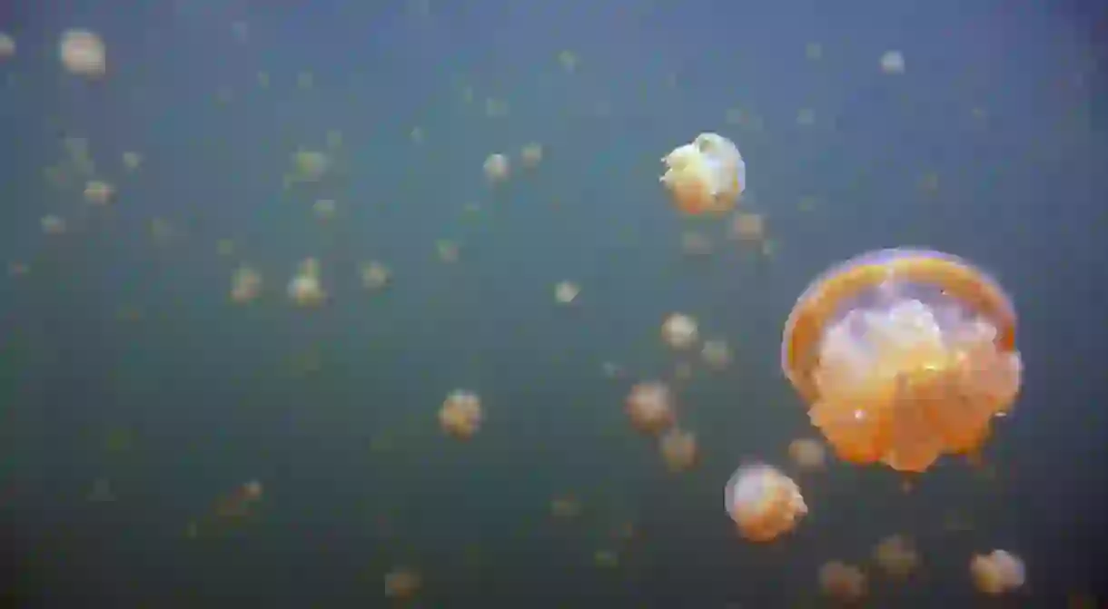 Golden jellyfish migrating across Jellyfish Lake, Palau