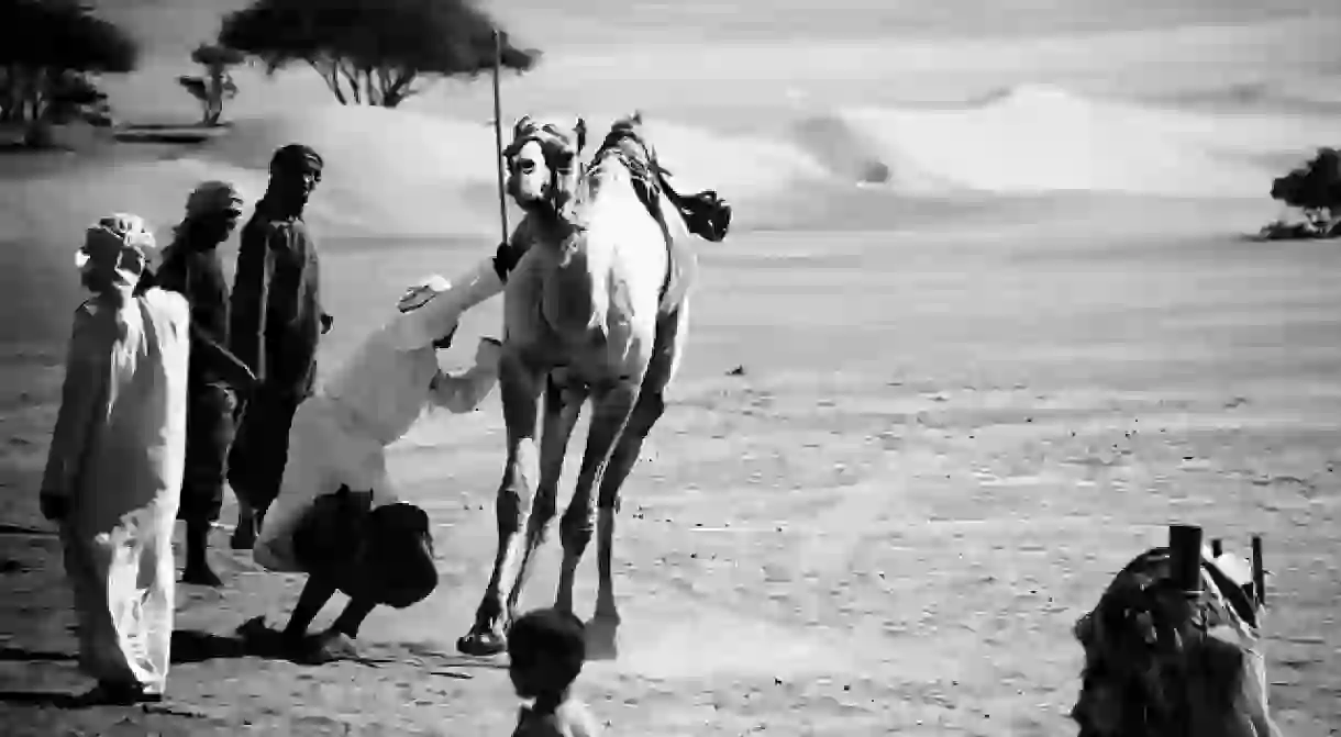 Camel Play in the Omani Desert