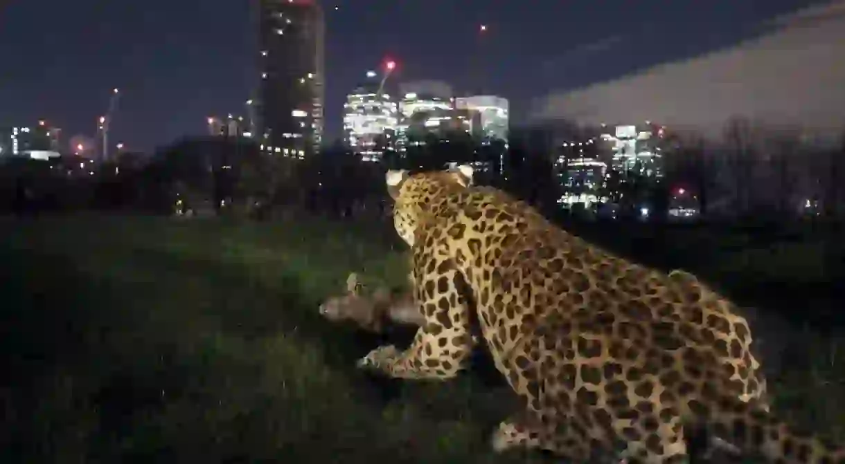 Nat Geo WILD unleashed the first ever realistic animatronic leopard. Images by Wildlife Photographer of the Year winner Sam Hobson and assistant Josh Perrett.