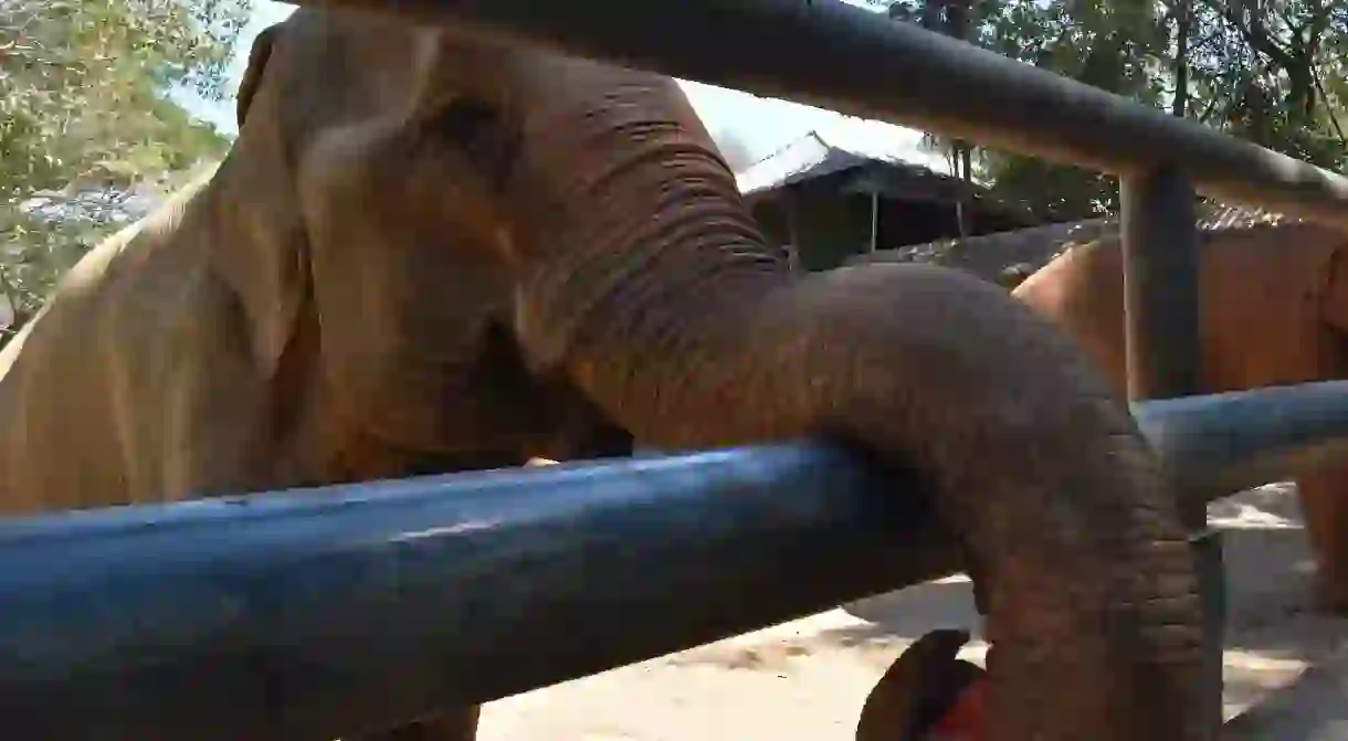 Elephant feeding