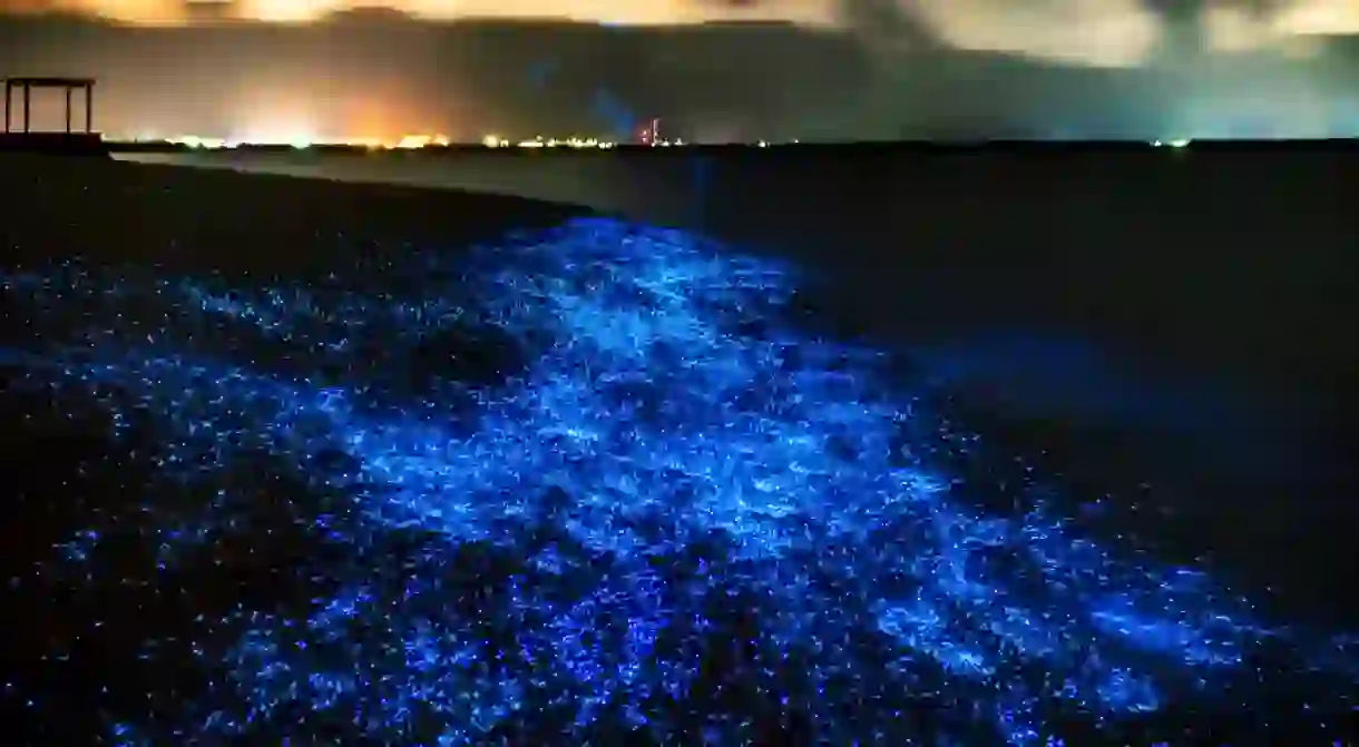 Bioluminescent plankton